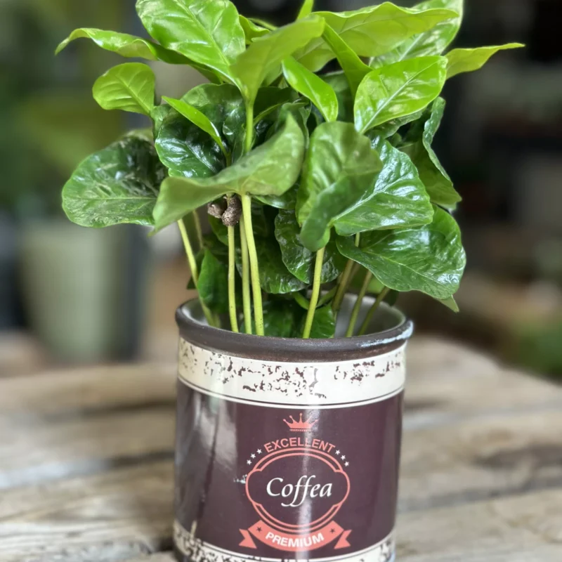 coffee arabica houseplant in ceramic retro planter 7cm coffee arabica houseplant in ceramic retro planter 7cm