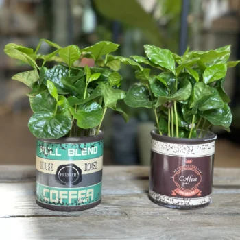 Coffee Arabica Houseplant in Ceramic Retro Planter 7cm Houseplants Coffee 2