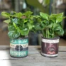 coffee arabica houseplant in ceramic retro planter 7cm