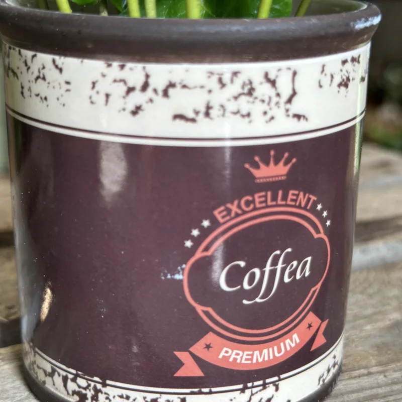 coffee arabica houseplant in ceramic retro planter 7cm coffee arabica houseplant in ceramic retro planter 7cm