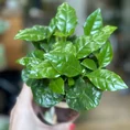 coffee arabica houseplant in ceramic retro planter 7cm
