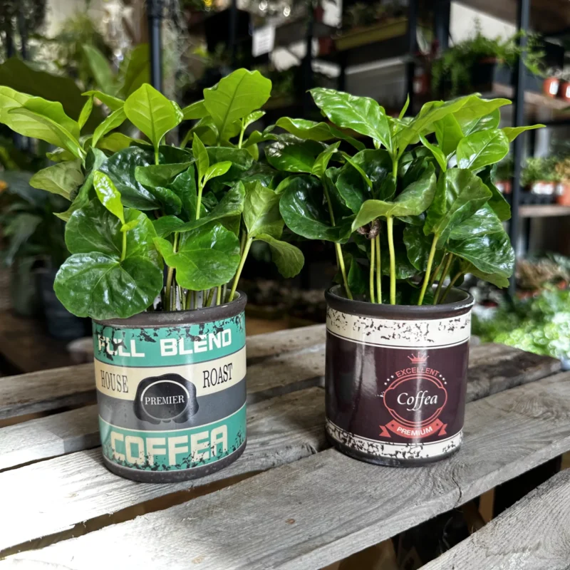 coffee arabica houseplant in ceramic retro planter 7cm coffee arabica houseplant in ceramic retro planter 7cm