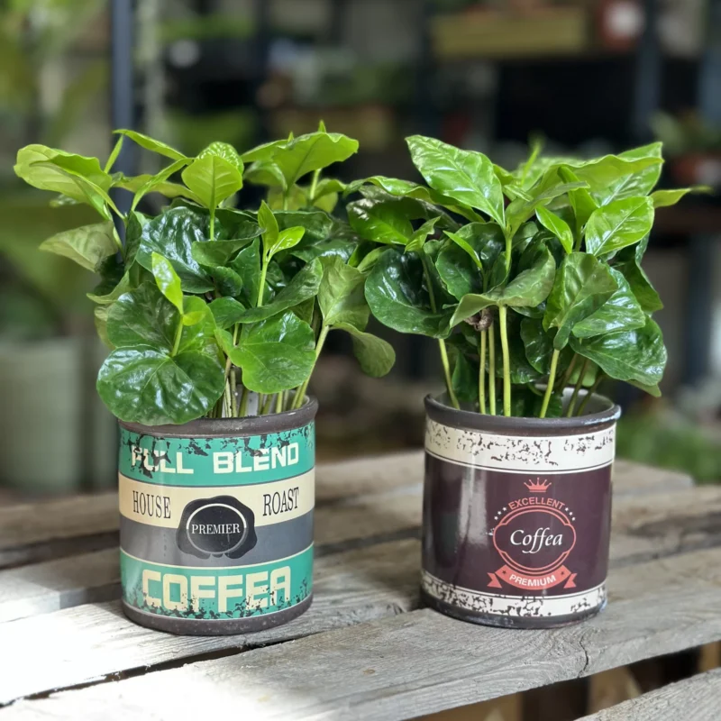 coffee arabica houseplant in ceramic retro planter 7cm coffee arabica houseplant in ceramic retro planter 7cm