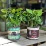 coffee arabica houseplant in ceramic retro planter 7cm
