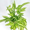 Lush green plant with elongated leaves, vibrant foliage, and textured surfaces on white background.