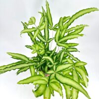 Lush green plant with elongated leaves, vibrant foliage, and textured surfaces on white background.