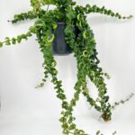 Aeschynanthus Rasta Lipstick Plant