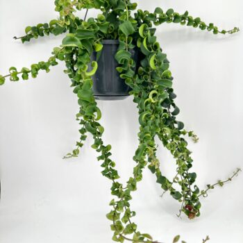 Aeschynanthus Rasta Lipstick Plant