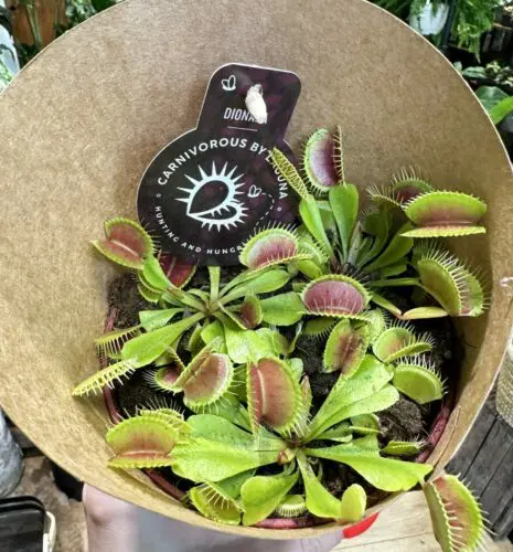 closeup venus flytrap carnivorous houseplant in paper wrapped packaging