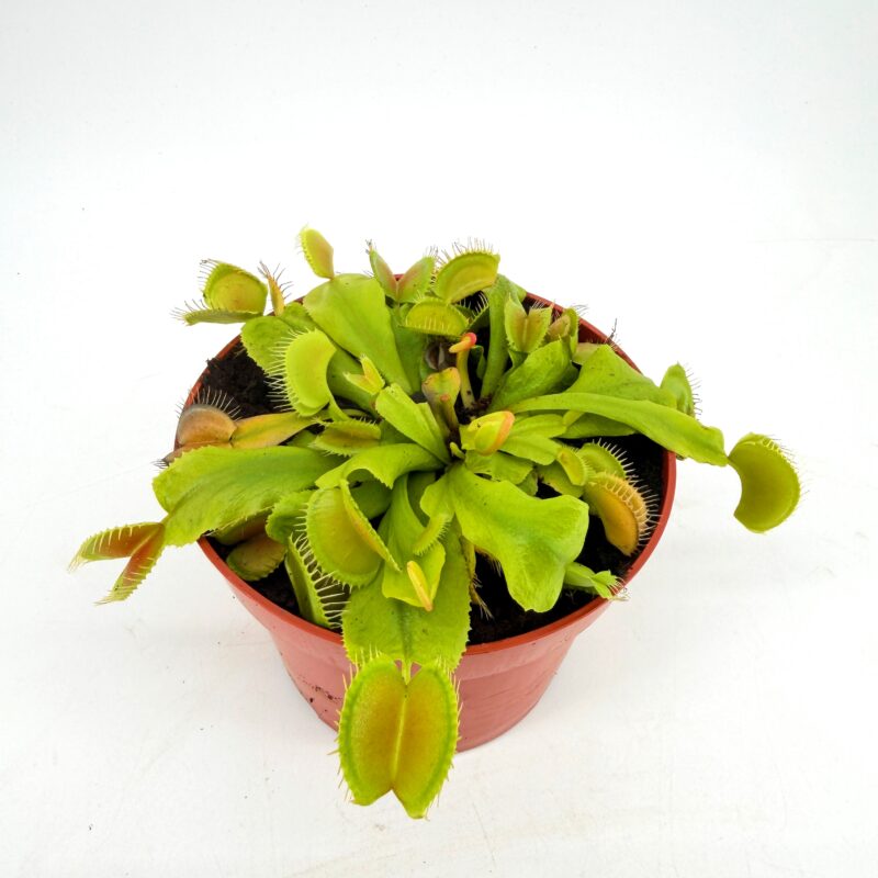 Venus Flytrap Plant Dionaea Muscipula Carnivorous Plant Venus flytrap Dionaea muscipula carnivorous plant in pot showing open traps and green leaves