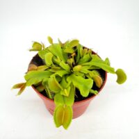 Venus flytrap Dionaea muscipula carnivorous plant in pot showing open traps and green leaves
