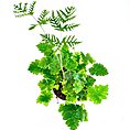 Doryopteris Cordata Antenna Fern