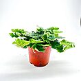 Doryopteris Cordata Antenna Fern