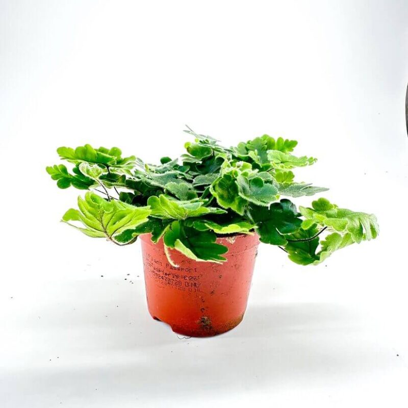 Doryopteris Cordata Antenna Fern Doryopteris Cordata Antenna Fern