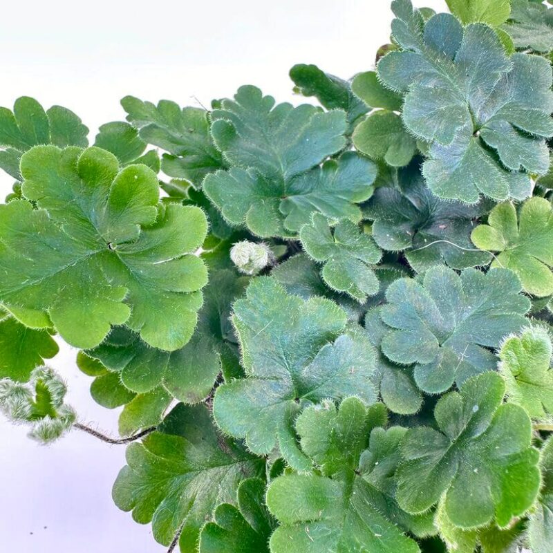 Doryopteris Cordata Antenna Fern Doryopteris Cordata Antenna Fern