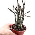 Euphorbia Platyclada Halloween Succulent