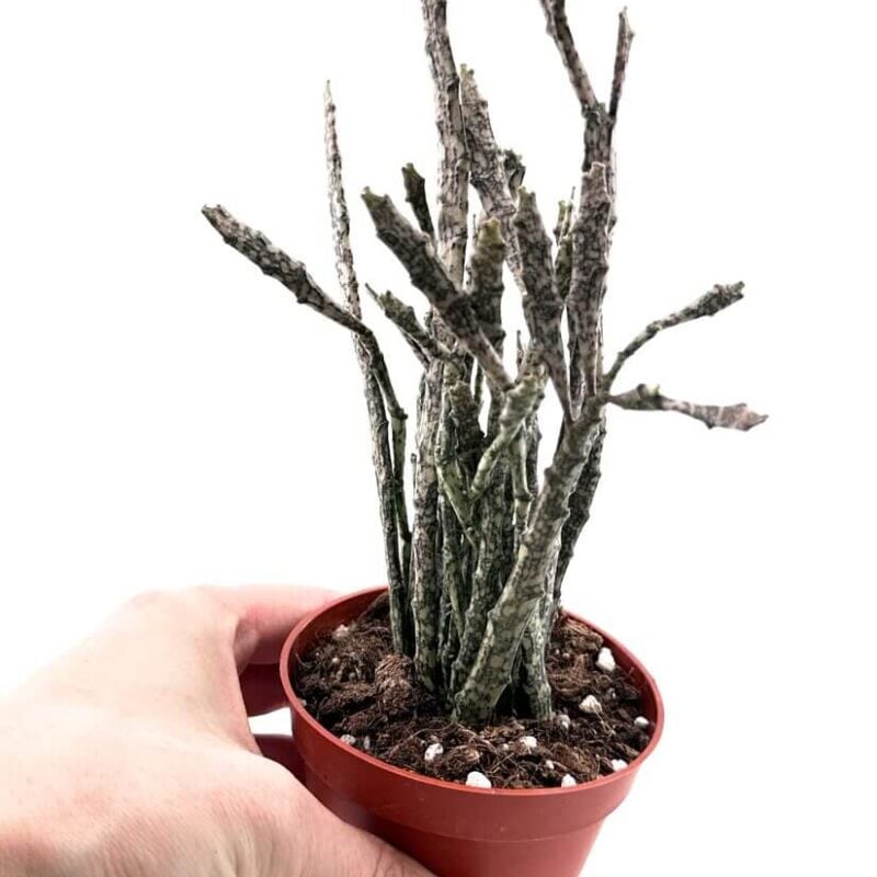 Euphorbia Platyclada Halloween Succulent Euphorbia Platyclada Halloween Succulent