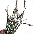 Euphorbia Platyclada Halloween Succulent