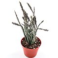 Euphorbia Platyclada Halloween Succulent