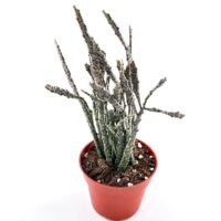 Euphorbia Platyclada Halloween Succulent
