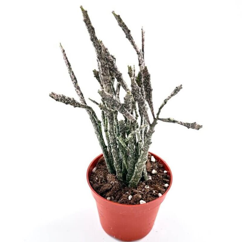 Euphorbia Platyclada Halloween Succulent Euphorbia Platyclada Halloween Succulent