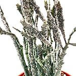 Euphorbia Platyclada Halloween Succulent