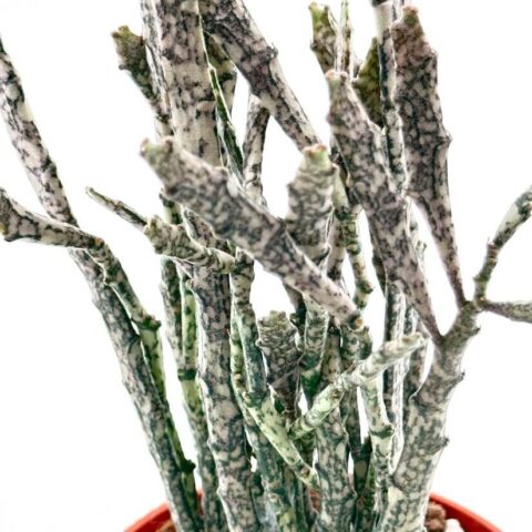 Euphorbia Platyclada Halloween Succulent