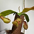 IMG_9550