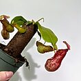 IMG_9553