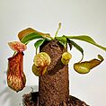 IMG_9556-EDIT