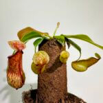 Carnivorous Nepenthes Pitcher Gaya 8cm pot