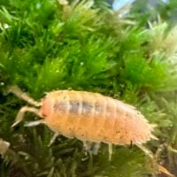 Pale aquatic isopod on vibrant green moss in its natural habitat.
