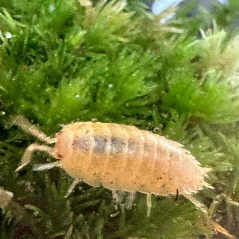 Pale Isopod Among Lush Green Moss Pale aquatic isopod on vibrant green moss in its natural habitat.