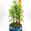 Bonsai plant in ceramic blue pot on white background with ruler for size reference.