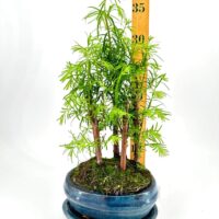 Bonsai plant in ceramic blue pot on white background with ruler for size reference.