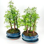 Bonsai Metasequoia Dinosaur Tree Ceramic Planter
