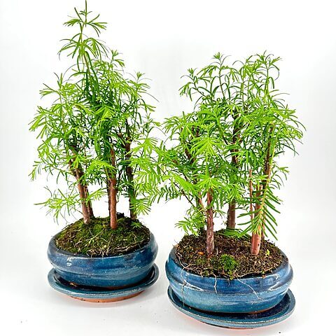Vibrant green bonsai trees in blue ceramic pots against a white background.