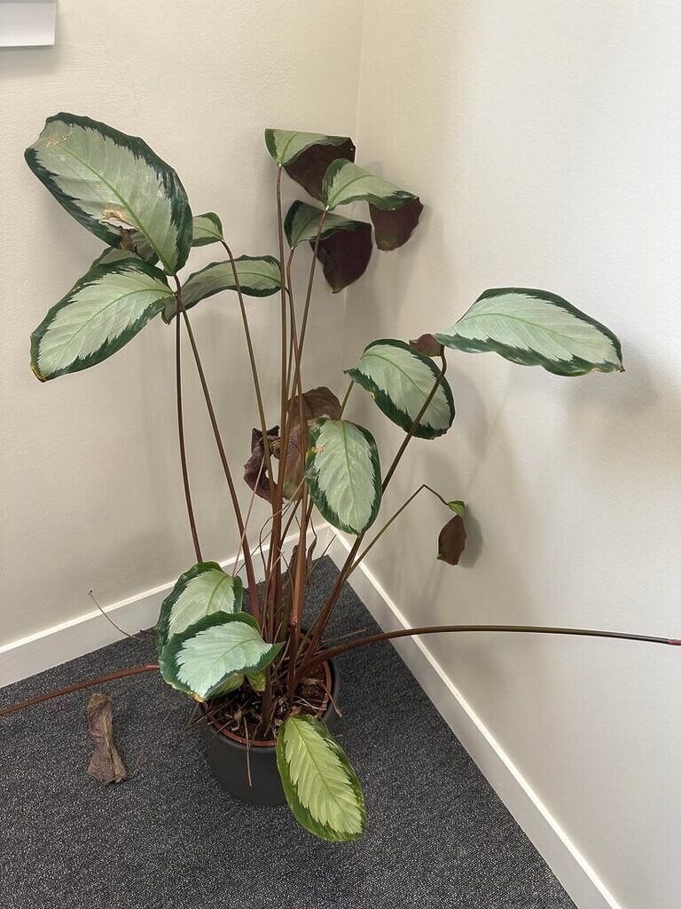 Vibrant Calathea indoor plant with striking foliage, enhancing any home or office decor.