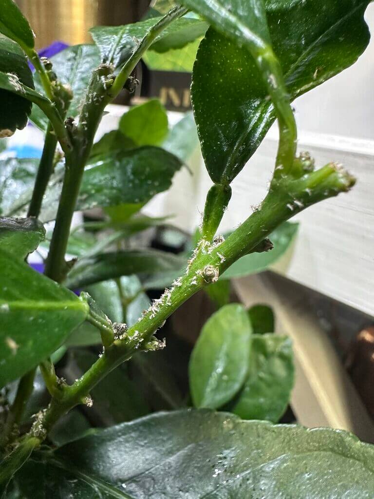 Close-up of a citrus plant stem with green leaves and mealybug infestation indoors.