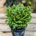 Vibrant green plant with intricate leaves and textures against a white background.