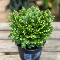 Vibrant green plant with intricate leaves and textures against a white background.