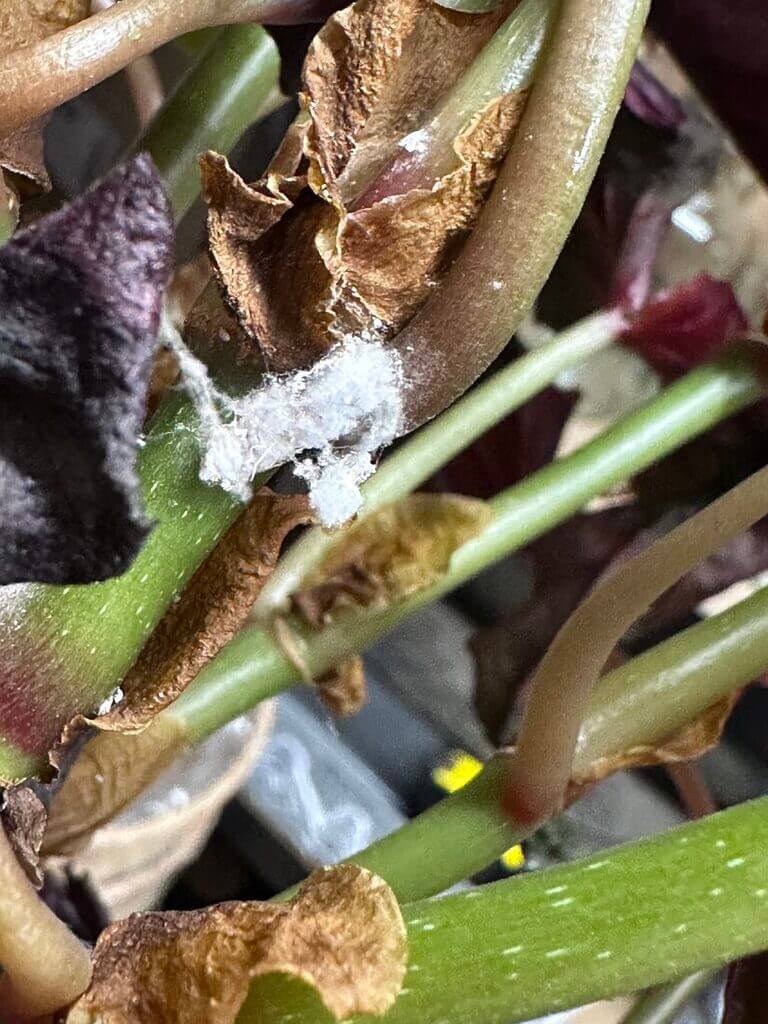 Close-up of a distressed plant showing damage, pest infestation, and leaf degradation.