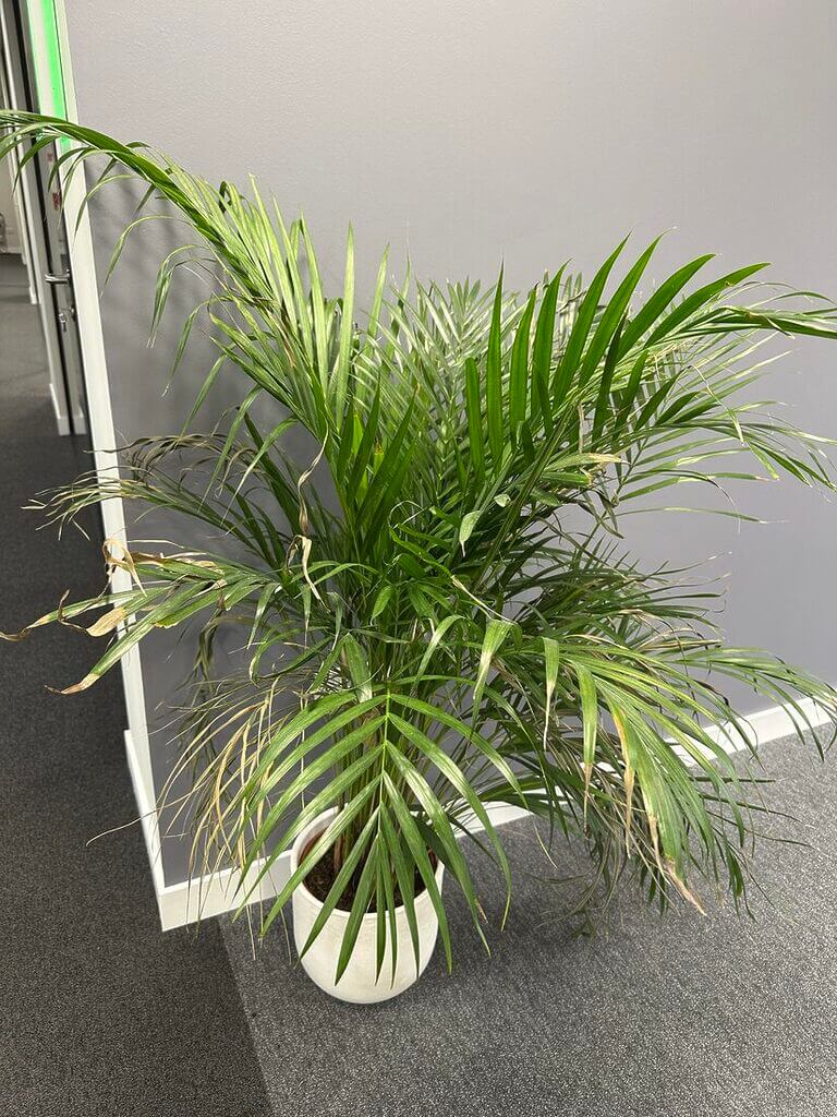 Lush palm plant in modern office adds elegance and greenery to workspace decor.