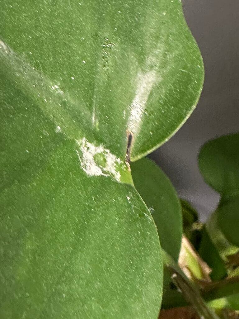 Close-up of a healthy green plant leaf with signs of potential pest damage.