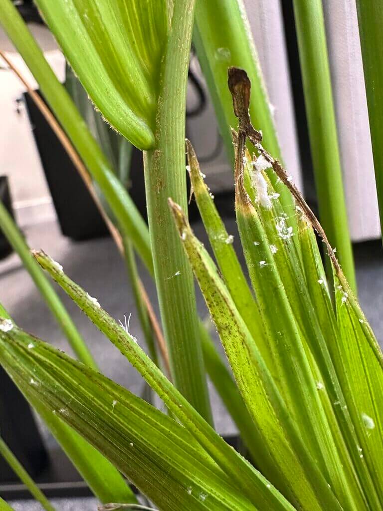 Healthy green plant leaves with pest damage and white cottony infestations visible.