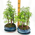 Two potted plants with green leaves, blue pots, and a ruler for size reference.