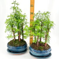 Two potted plants with green leaves, blue pots, and a ruler for size reference.
