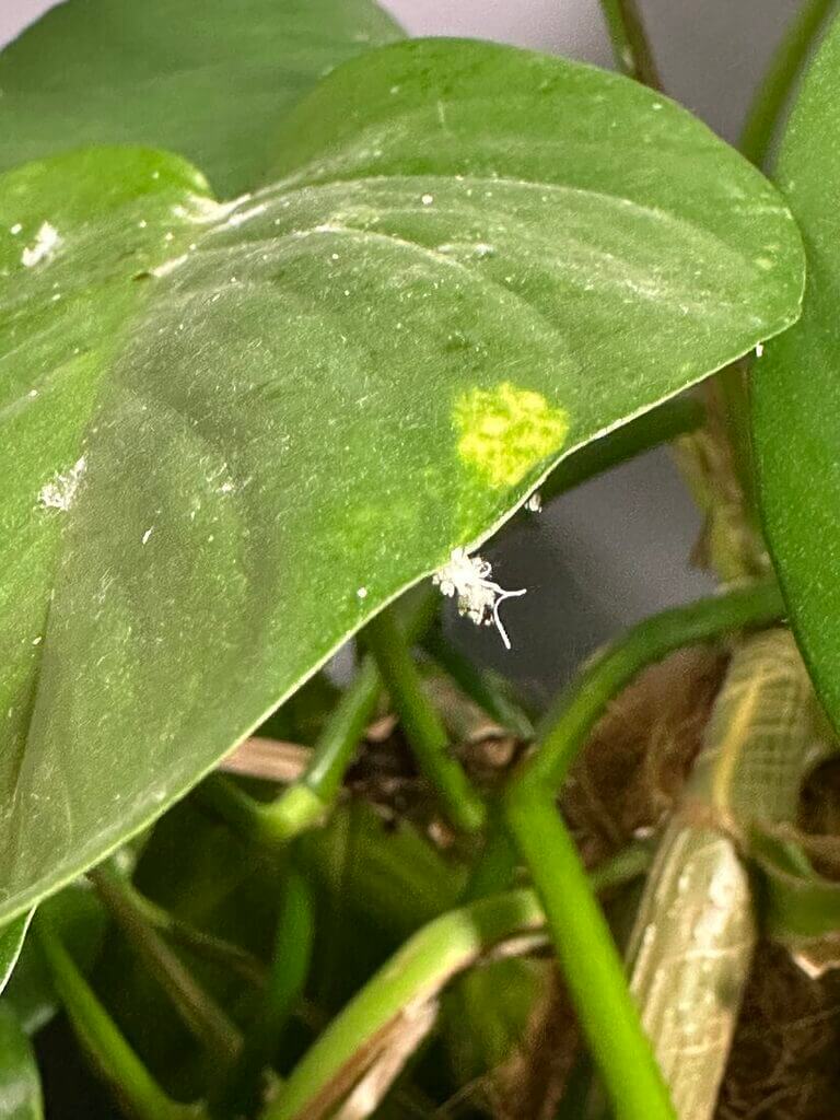 Glossy green leaf close-up with markings, showcasing health and potential stress signals.