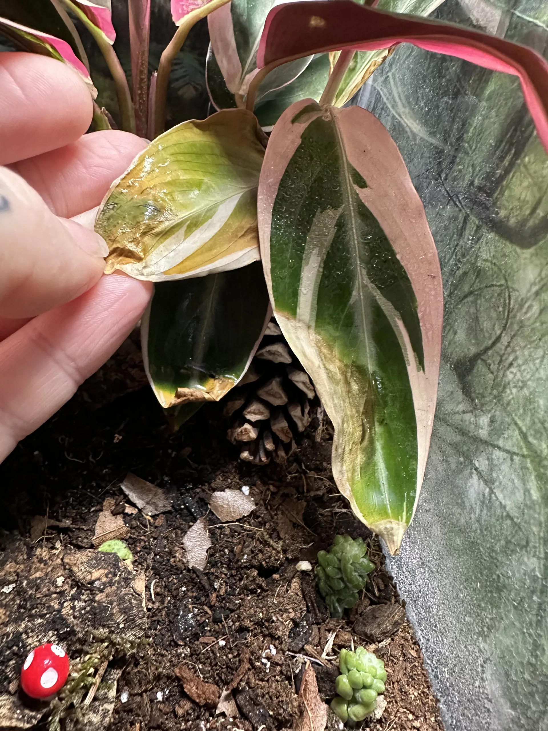 Why Are The Leaves Turning Yellow and Crispy?