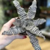 Cryptanthus Zonatus Earth Star